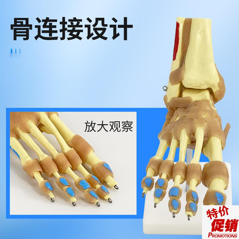 自然大脚关节骨骼韧带肌肉着色模型脚I关节功能模型附肌肉起止点