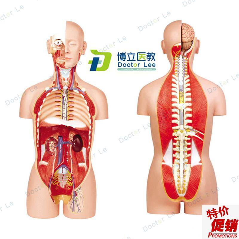 正品85CM人体器官系统解剖模型医学解剖系统躯Z干内脏模型