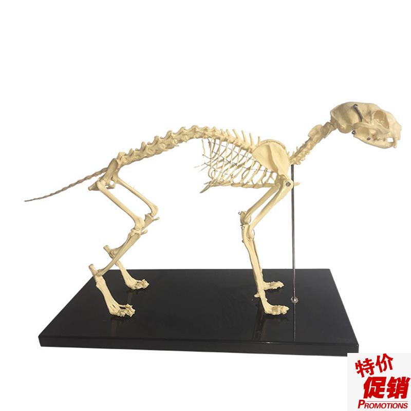 猫骨骼模型动物骨架兽医解剖教学模具宠物医院猫科U塑胶骨头标本
