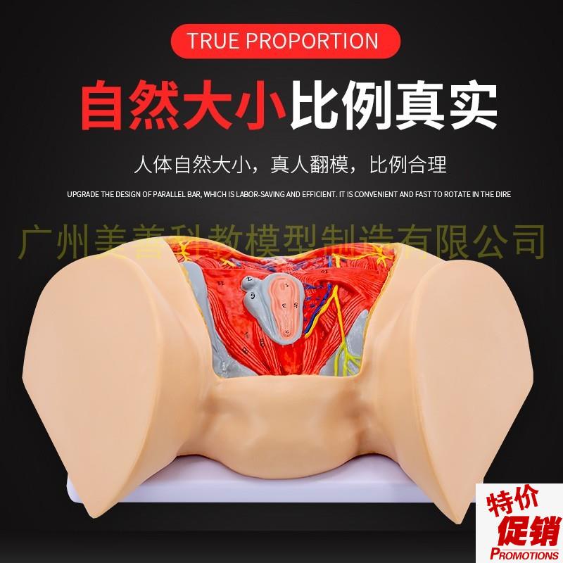 女性会阴模型尿生殖三角肛门生殖系统模型女U性盆底肌肉神经