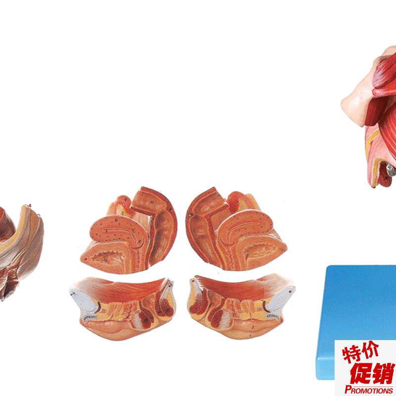 女性生殖器官结构G模型A15105