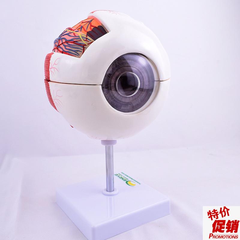 ENOVO颐诺版i医学人体眼球解剖模型眼睛结构模型眼珠眼球眼角膜模