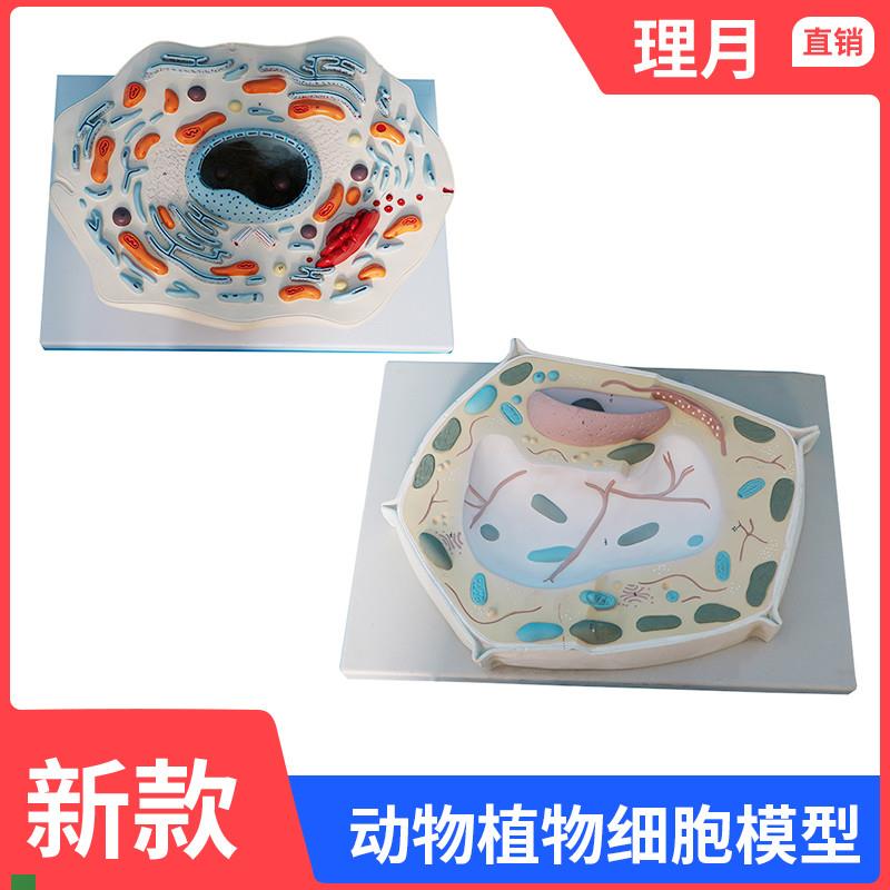 动物细胞亚显微结k构模型生物学校教学教具学生学习演示植物细胞
