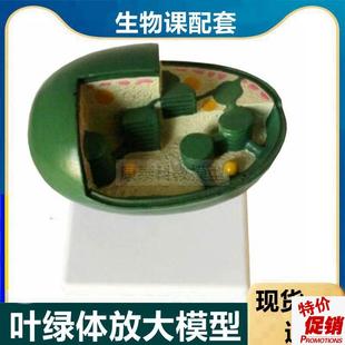 叶绿体放大模型植物细胞器中w生物课教学用光合作用叶绿素教学仪