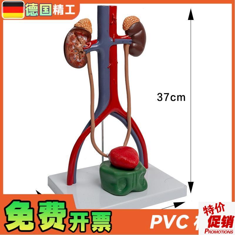 德国】1比1泌尿生殖系统模型肾脏D解剖模具膀胱输尿管结构造立体