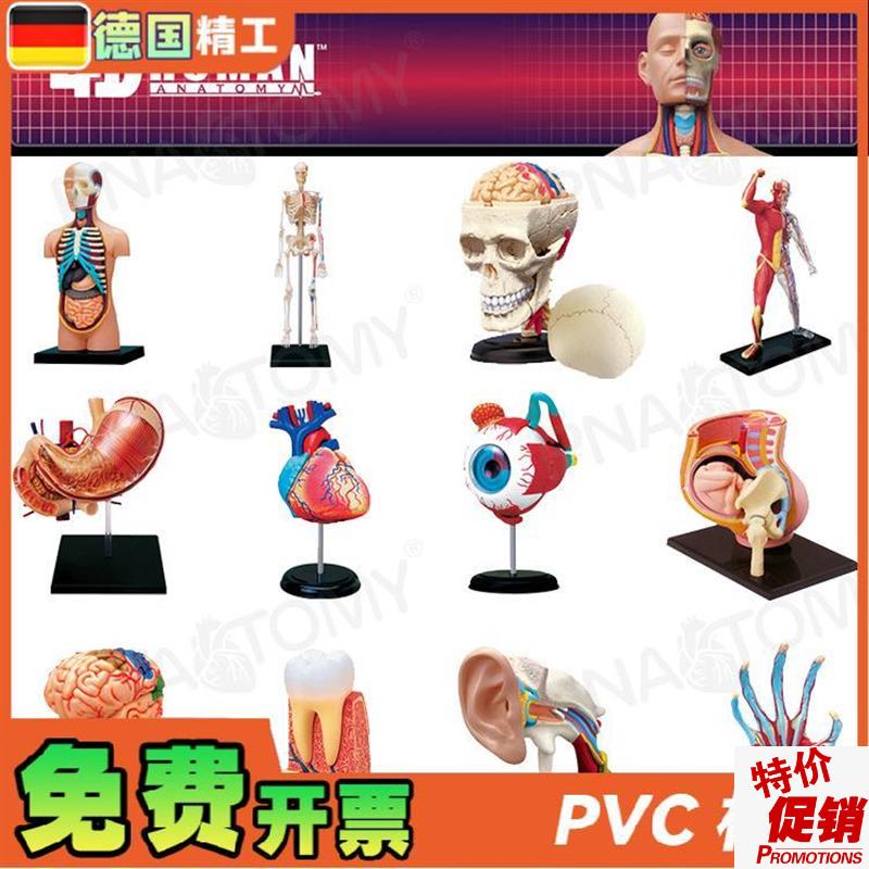 德国】4DMASTER人体解剖模型大脑心脏L眼球耳朵盆腔骨骼膝关节肌