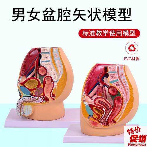 生殖模型子宫h模型教具女性生殖模器模型女性阴道模型盆腔矢状切