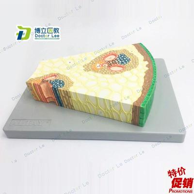 细胞组织生物教学m模型植物模型单子叶植物茎构造纵横切面模型