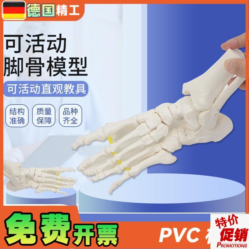 德国】可弯曲分离脚骨模型踝关节运动康复演示教具T1比1仿真骨骼
