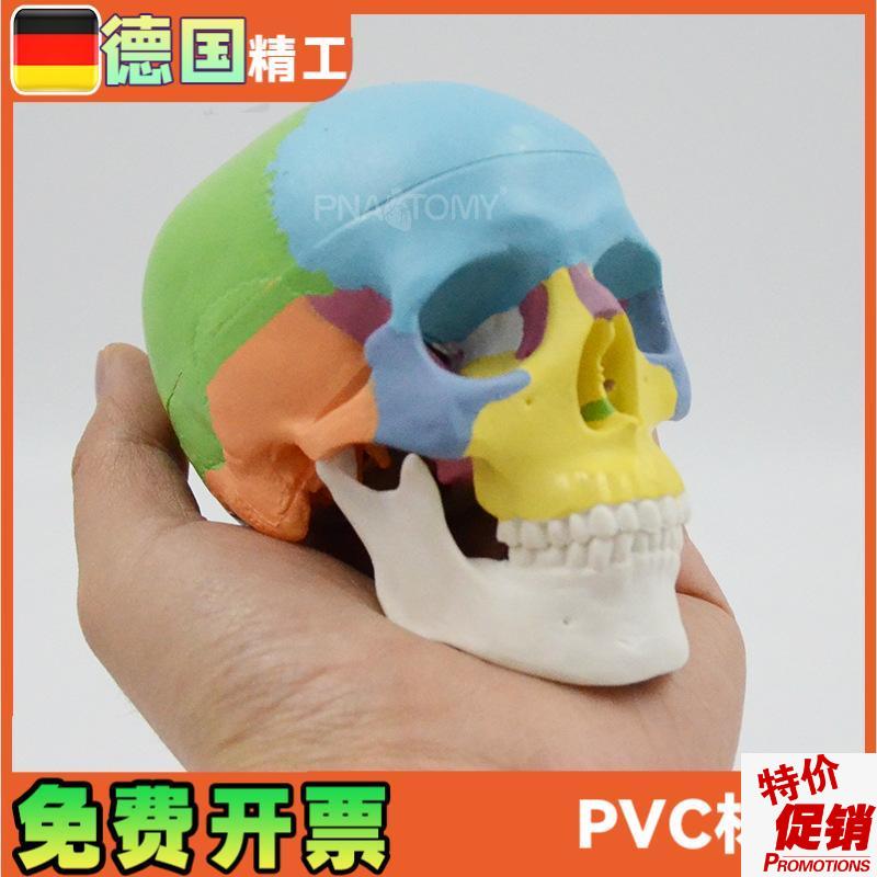 彩色头骨模型可拆3部件口腔美F术参考骷髅头解剖教具颅骨