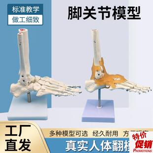 脚关节模型脚骨模型脚部骨骼构造模D型足部踝关节腓骨趾骨结构教