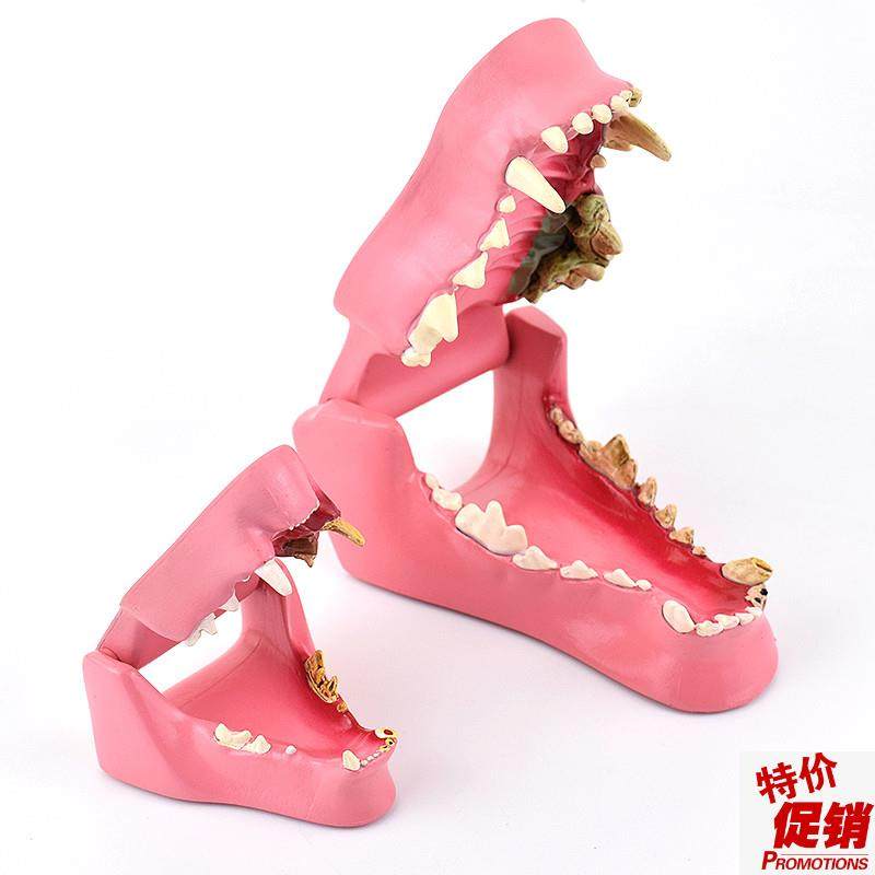 ENOVO颐诺狗牙m猫牙解剖犬齿猫科动物口腔牙齿正常病理模型动物宠,文具电教/文化用品/商务用品,教学标本/模型,淘宝优惠券,粉丝福利购,淘宝优惠卷