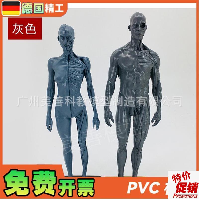 30cm雕塑绘画CG参考头骨结构艺用人体肌肉骨骼解剖Y模型灰胚男女