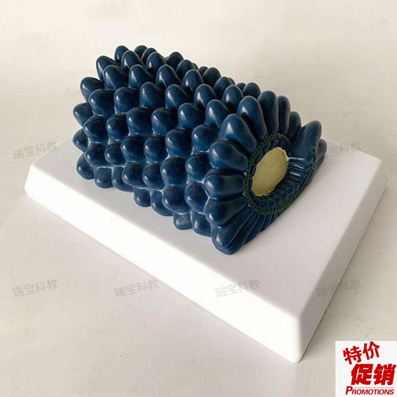 杆状病毒冠状病毒腺q病毒生物教学仪器初中实验装备学校器材