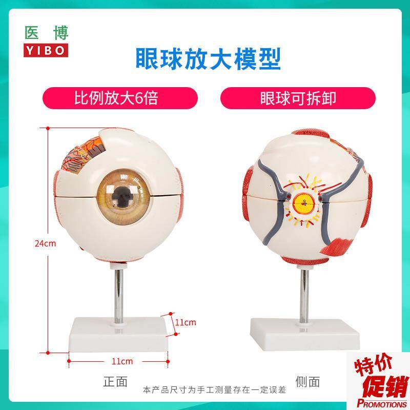 医博人体眼c球模型眼睛眼球结构解刨模型放大6倍医用人体眼球模型,文具电教/文化用品/商务用品,教学标本/模型,淘宝优惠券,粉丝福利购,淘宝优惠卷