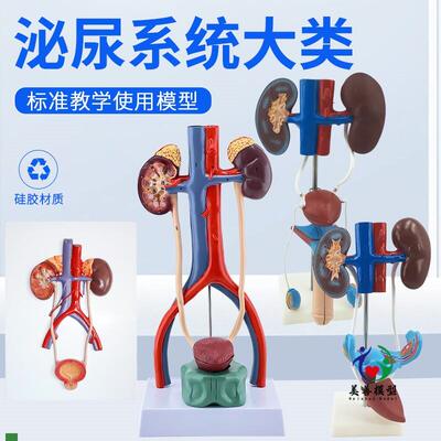 医学女性泌e尿生殖系统模型男性生殖解剖肾脏女性子宫膀胱模型