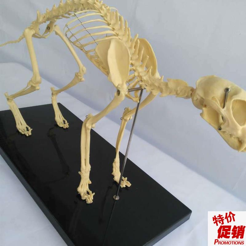 猫骨架动c物骨骼动物骨架兽医教学教具宠物医学教仪模型优惠