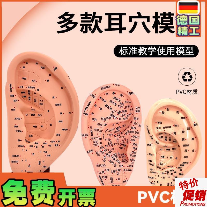 超清晰经络通人体针灸穴位模型针灸耳G针穴模型耳模16cm耳朵
