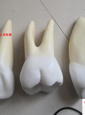 12倍放大牙解剖模型(3只/套)/牙齿模型WXC-305
