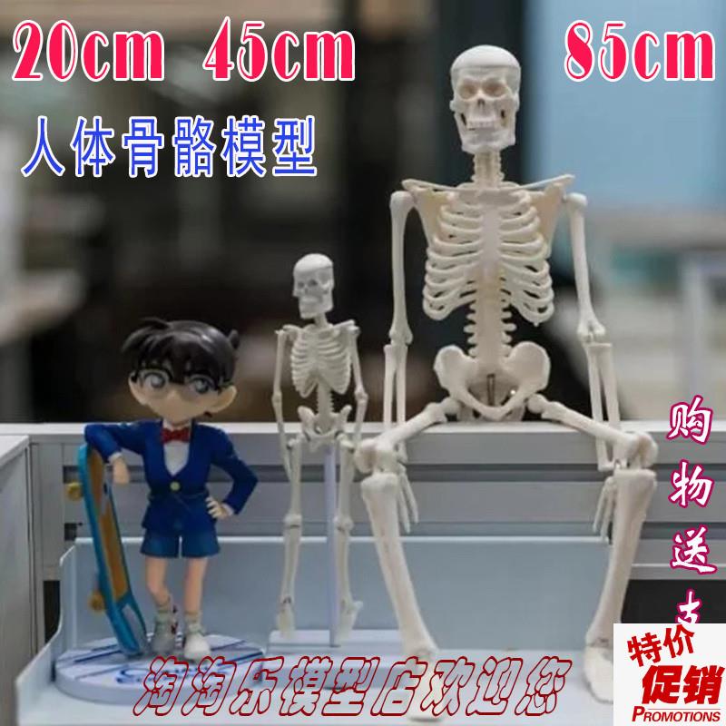 人体骨骼20cm模型45全骨色85可D拆卸医用教学瑜伽健身玩具骷髅骨