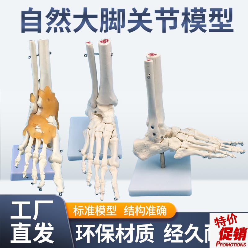 1:1脚关节模型脚部骨骼v模型足关节足骨脚骨模型脚部解剖结构