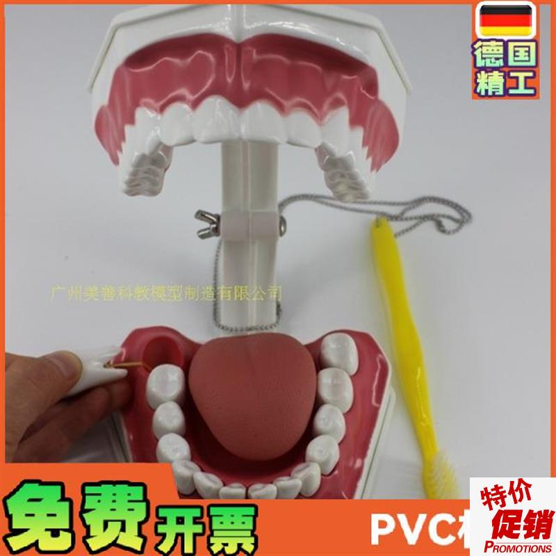 牙齿模型儿童早教刷牙模型两z倍大可拆卸模型幼儿口腔教学模型