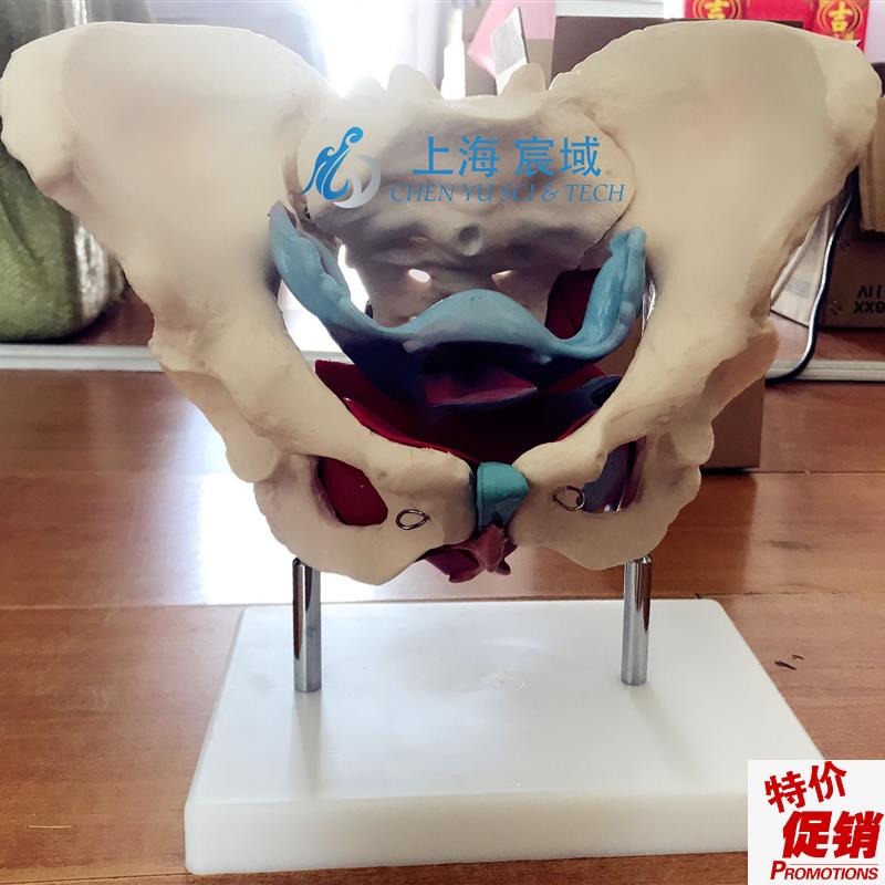 女性假骨盆及盆底肌肉模型人体D解剖骨骼医学教学用训练标本