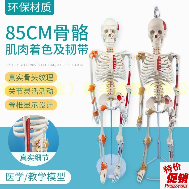 85CM人体骨骼模型附神经肌肉起止骨架I小针刀骨骼解剖模型脊柱模
