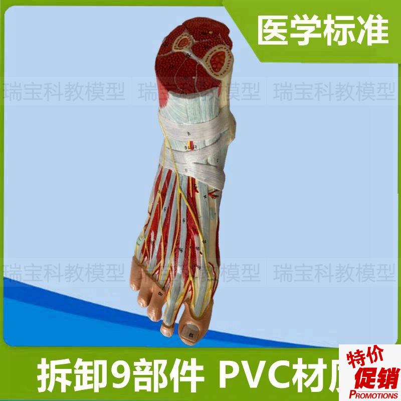 脚解剖模型e踝关节肌肉神经足底肌腿部深浅肌肉运动医用健身瑜伽