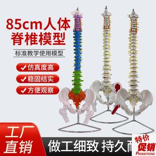 80CMb成人脊柱模型人体脊椎1:1脊椎带颈椎胸椎尾椎椎骨骨盆模型