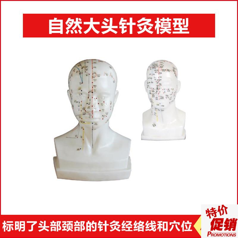 自然大头部针灸模型头部四功能针B灸模型20cm头部颈部针灸穴位