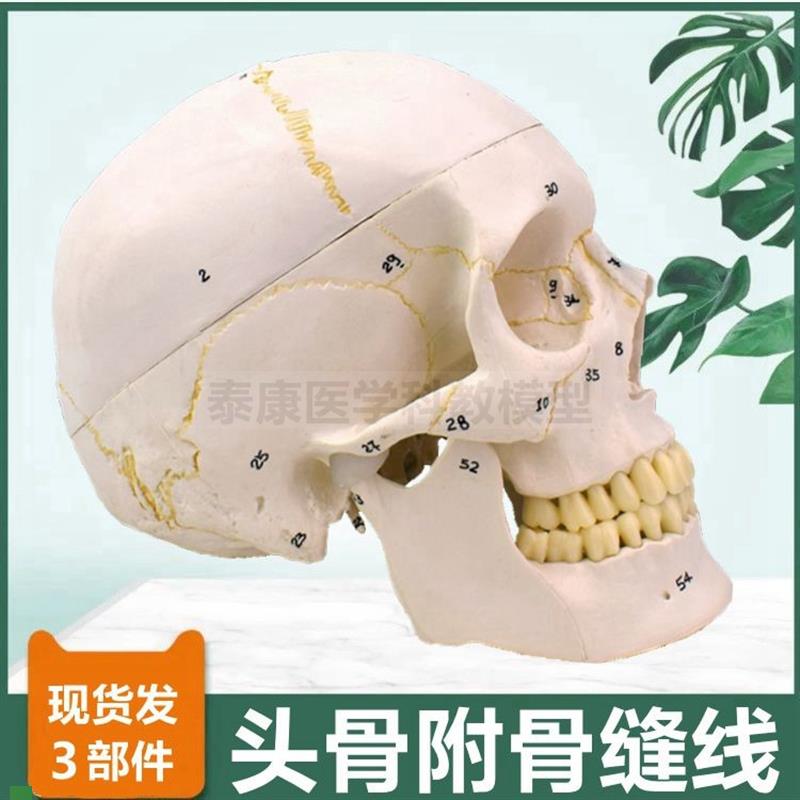 头骨模型真实倒j模骨缝线标识颅骨结构可拆卸颅底口腔牙齿下颌活