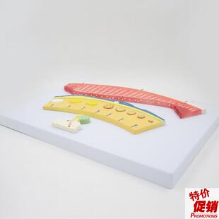 月经周期模型子宫内膜变化女x性生殖妇科医用教学下丘脑垂体卵巢