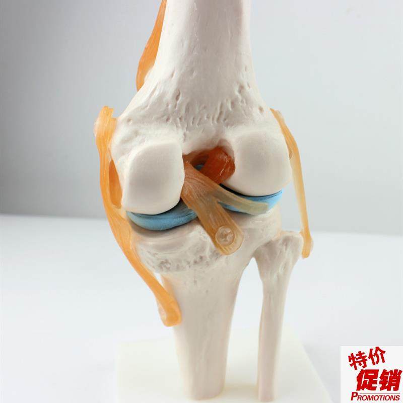 颐诺正品医用人体功能性膝关节韧带模K型膝关节模型骨科教学,文具电教/文化用品/商务用品,教学仪器/实验器材,淘宝优惠券,粉丝福利购,淘宝优惠卷