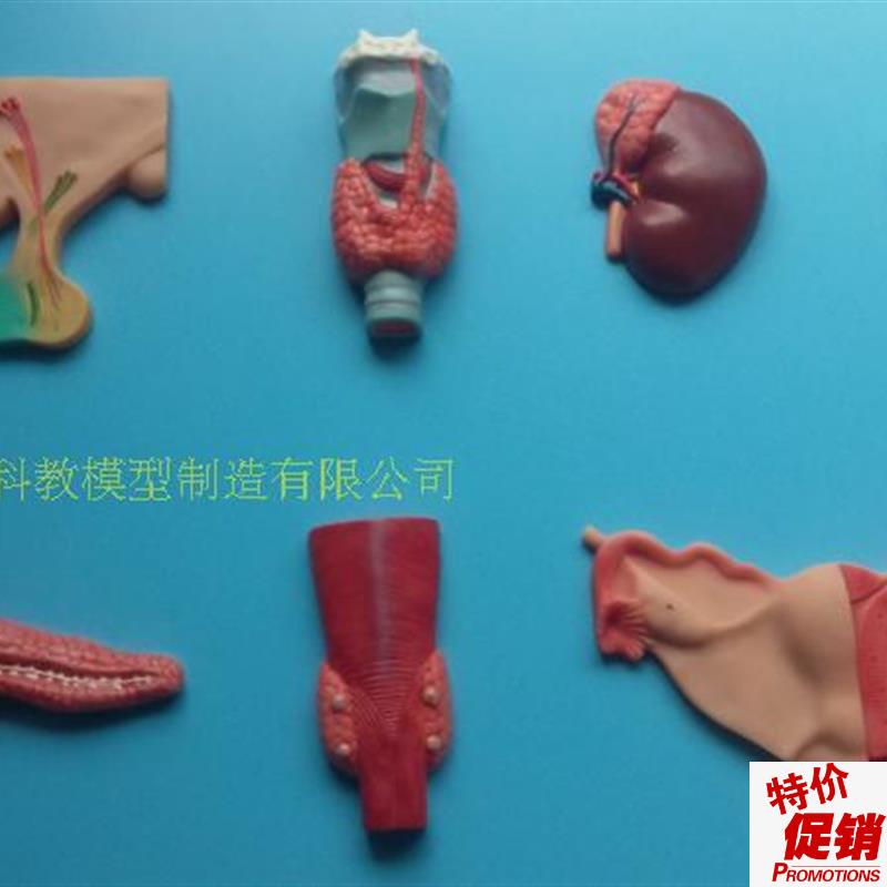 正品人体内分泌系统模型内分G泌腺医学人体解剖学模型