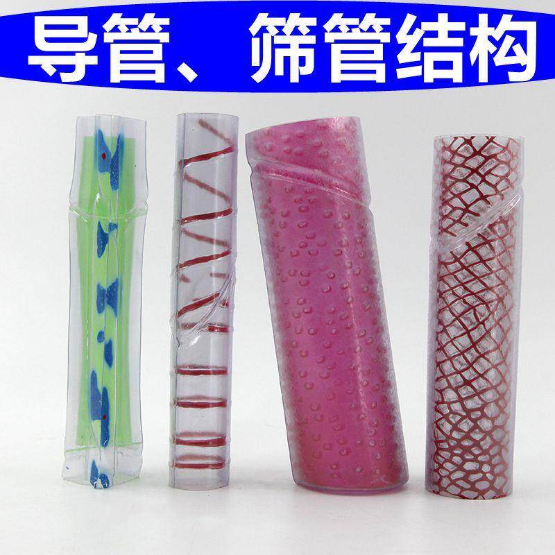 植物导管筛管单子叶植r物玉米根尖解剖生物课实验器材维管柱