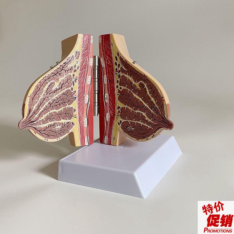 乳房解剖模型哺乳期产后月子护理催D乳师技校培训病理乳模妇科子