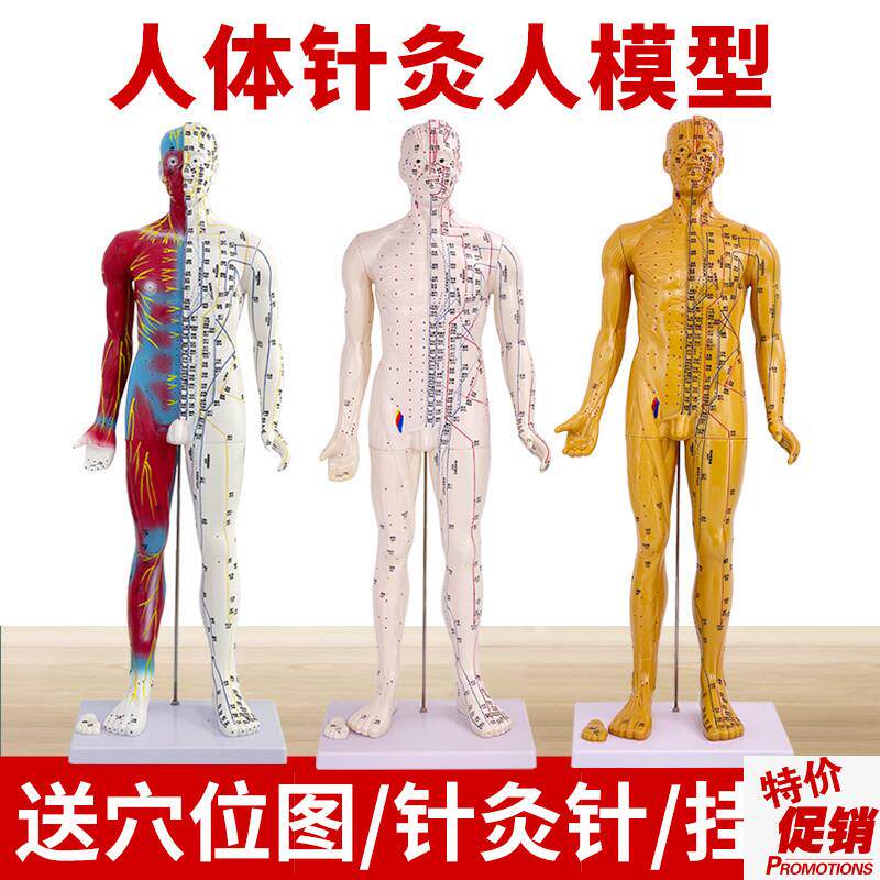 中医人体针灸十二经络穴位模型人85CM标准全身小铜人Z教学模特图