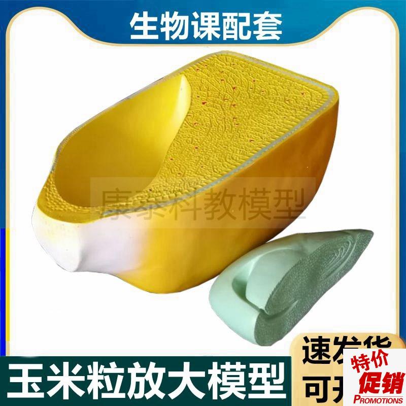 玉米籽模型植物种子农作物玉米颗粒解剖芽结构解剖中Z学实验桃花