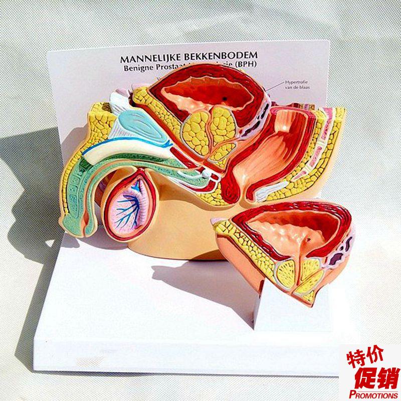 男性盆腔膀胱前列腺健康与病变泌尿生殖系统睾Q丸肛管男科医患教