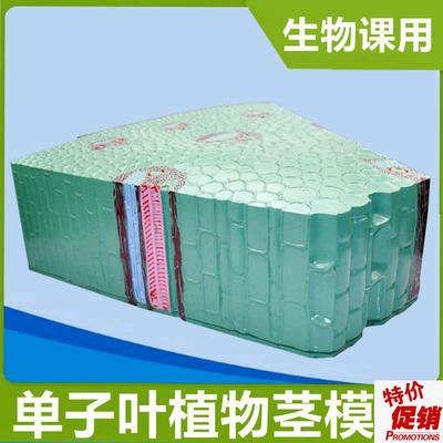 单子叶植物茎模型双子r叶植物叶子结构高中生物课器材教学仪器