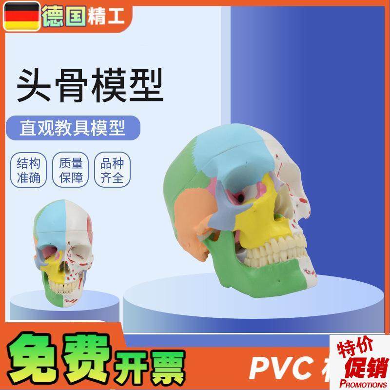 德国】美术医学艺用头骨模型标准彩色I分区骷髅头头骨可拆解头骨
