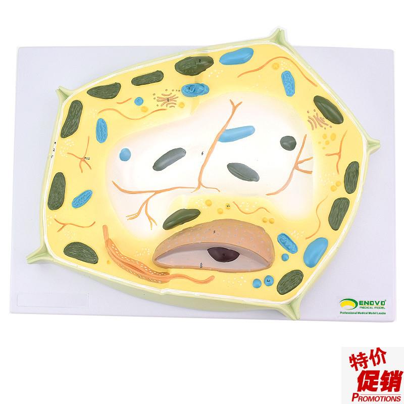 ENOVO颐诺植物细胞模型植物学生物学林业M大学教学森林植物教学教