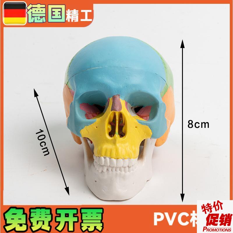 可拆卸彩色头骨模型3部件口腔美术参考N骷髅头可活动雕塑写生
