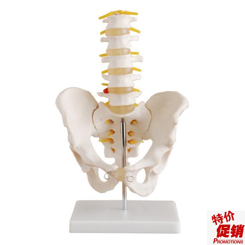 自然大骨盆带五节腰椎模型骨z盆带腰椎模型骨骼模型厂家直销