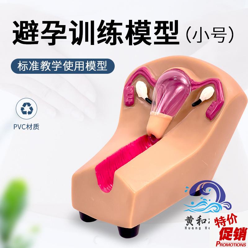 女性宫内避孕器及训练模型子宫生殖H器官教学模具上环取环练习