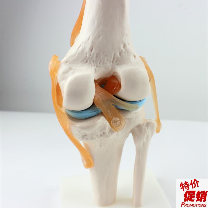 ENOVO颐诺医学人n体功能性膝关节模型韧带滑车关节人体骨关节髌骨