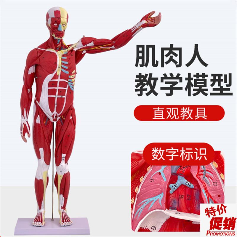 人体全身肌肉附内脏器官解剖模型医学人体肌肉模型Q80CM肌肉人模