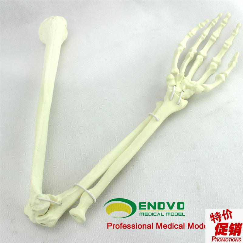 ENOVO颐诺h骨科手术摸拟上肢仿真骨模型人工皮质骨松质骨骨科钉