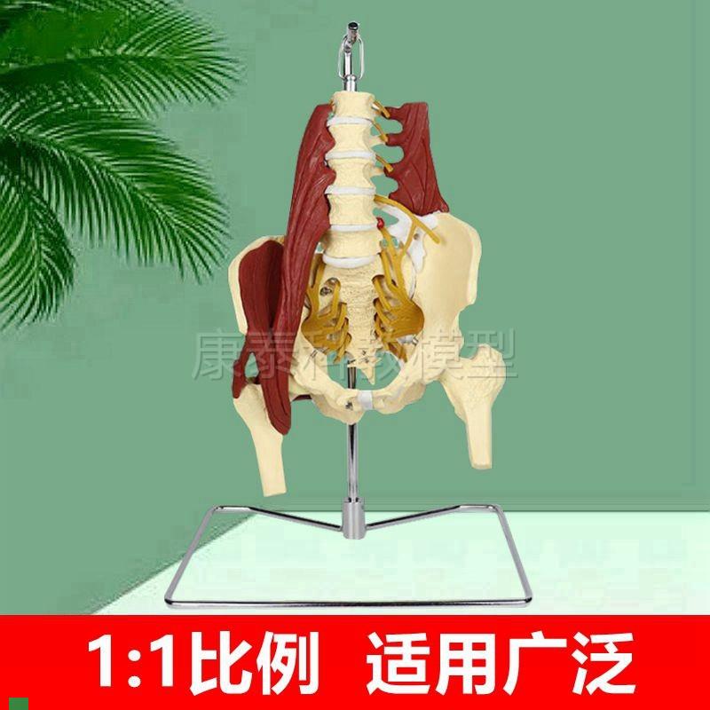 1比1人体腰椎带肌肉模型椎间盘z脊神经骨盆骶骨坐骨神经正骨康复